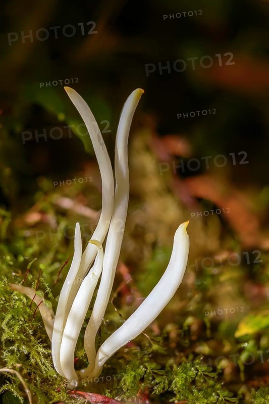 Clavaria fragilis, Clavaria vermicularis, fairy fingers, white spindle, white worm coral, meadow leg, worm-shaped tuft leg, worm-shaped club, worm-shaped meadowleg, fairy fingers, fungi, fungus, high size, vertical format, mushrooms, white spindles, white worm coral