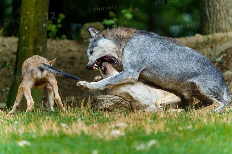 Timberwolf, wolf, American wolf (Canis lupus lycaon), Germany, wolves and pups playing, with one pup having its tail pulled