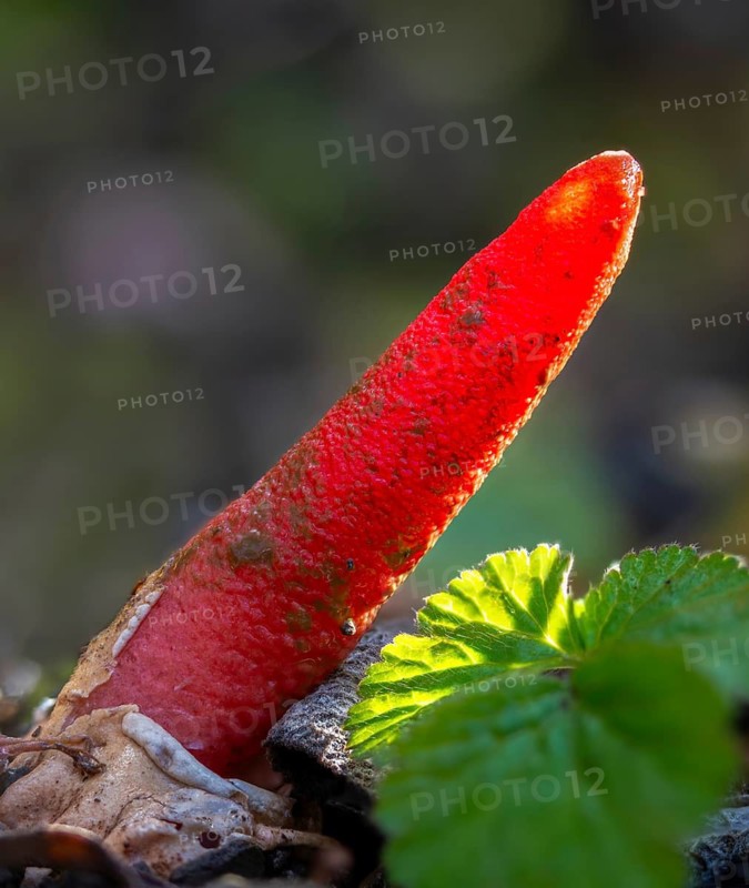 Corynites brevis, Corynites ravenelii, raspberry-red dog rod, mutinus brevis, mutinus ravenelii, red stinkhorn, fungi, fungus, high size, vertical format, mushrooms