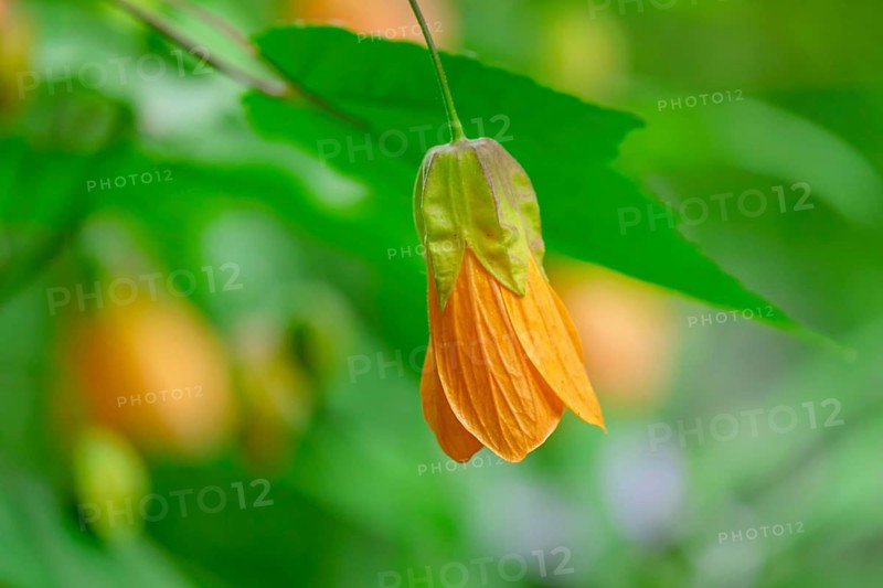 Yellow Chinese mallow (Abutilon), also known as the indoor maple, North Rhine-Westphalia, Germany