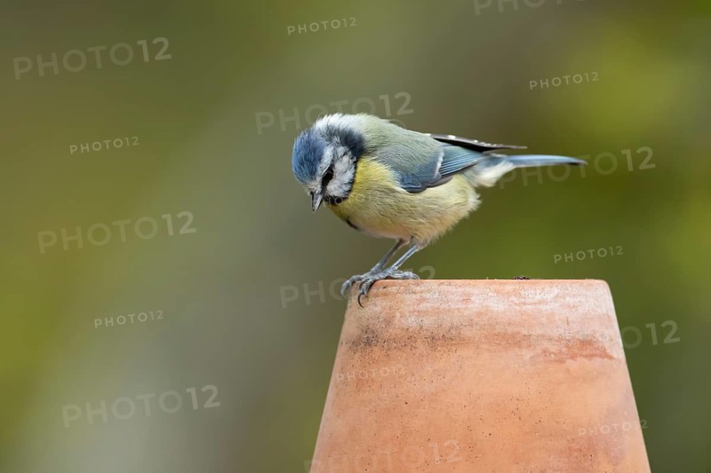Blue tit (Cyanistes caeruleus) adult garden bird on a plant pot, England, United Kingdom
