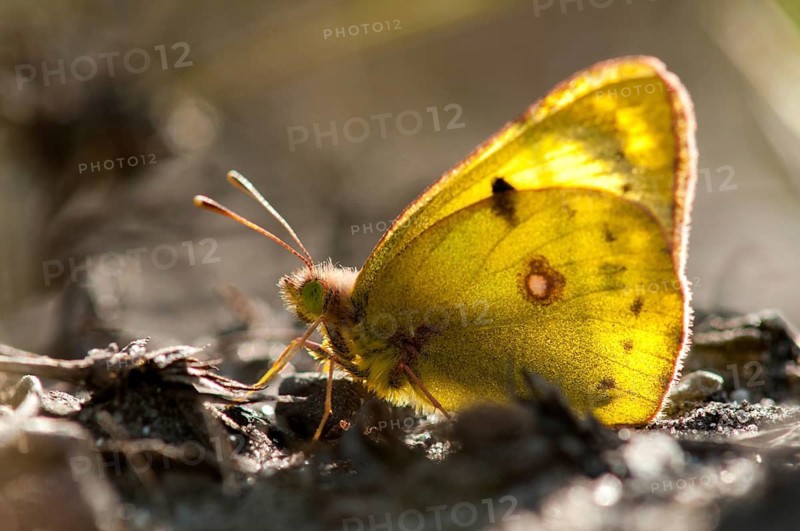 Brandenburg, Colias hyale, yellow haybutterfly, Germany, golden eight, national natural heritage, natural paradise Grünhaus, pale clouded yellow, white clover yellow, post-mining landscape, butterfly, green house, insects, butterfly, butterflies