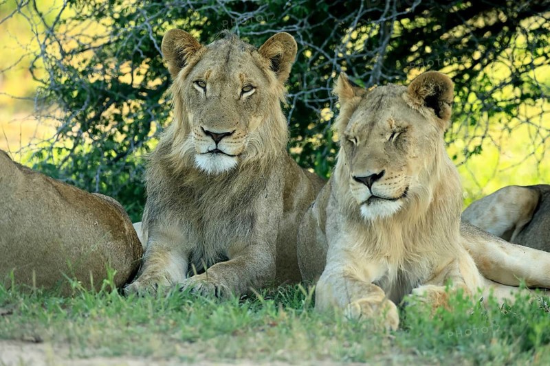 Lion (Panthera leo), adult, two, male, young males, brothers, lying down, on the ground, resting, relaxed, Kruger National Park, South Africa