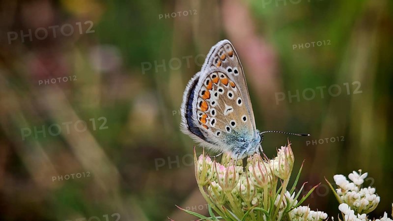 Close-up: A colourful common blue (Polyommatus Icarus) perched on a white flower, against a green bokeh background, summer on the Rennsteig, Frankenwald nature park Park, Upper Franconia