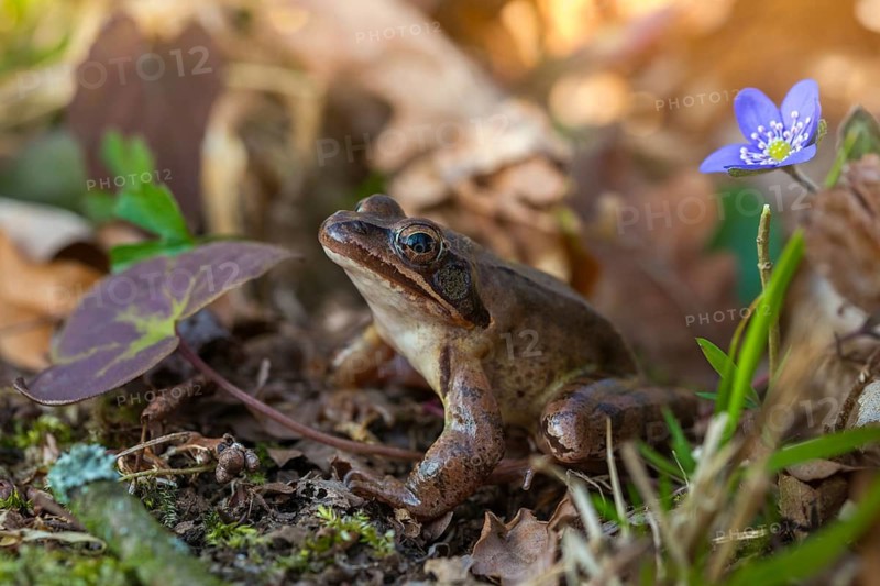 Agile frog, common hepatica, buttercup family, hepatica nobilis, liverwort, rana dalmatina, ranunculaceae, jumping frog, amphibians, amphibians, flora, frog, frogs, liverwort, amphibians, plants, plants
