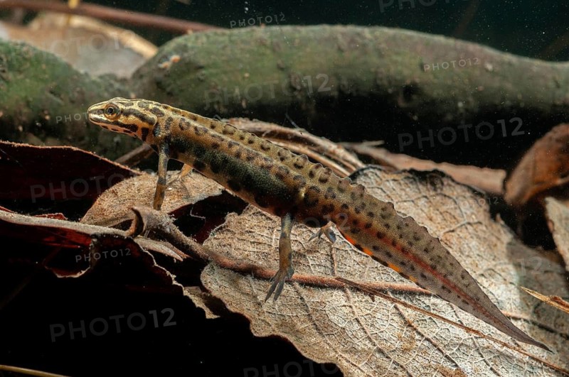 Lissotriton vulgaris meridionalis, Lissotriton vulgaris schreiberi, Schreiber's pond newt, smooth newt, pond newt spec., amphibians, caudata, amphibians, amphibians, amphibians, amphibians, amphibians, amphibians, amphibians, amphibians, amphibians, caudata, amphibians, amphibians, amphibians, amphibians, amphibians, amphibians, amphibians, amphibians, amphibians, amphibians, amphibians, amphibians, amphibians, amphibians, amphibians, amphibians, amphibians, amphibians, amphibians, amphibians, amphibians