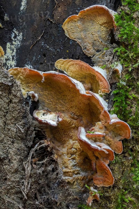 Wrinkles, gelatinous wrinkles, merulius tremellosus, phlebia tremellosa, fungi, fungus, high size, vertical format, jelly red, mushrooms, trembling merulius