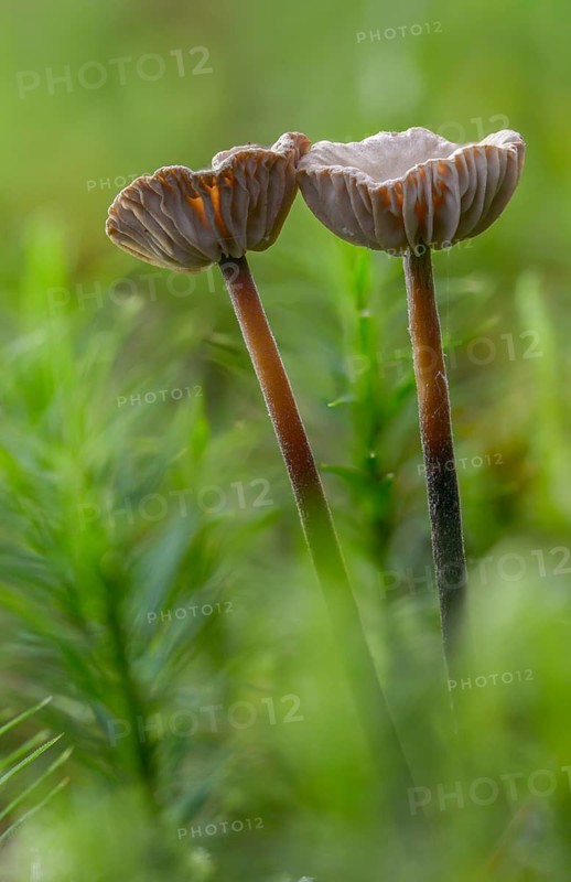 Androsaceus perforans, gymnopus perforans, marasmiellus perforans, micromphale perforans, coniferous pale-spored, coniferous swindling, needle-dwarf swindling, fungi, fungus, high size, portrait format, mushrooms