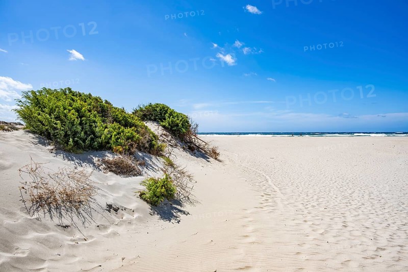 Grass and other plants grwoing in the white sand on a sunny day at Rena Majori beach, Sardinia, Italy