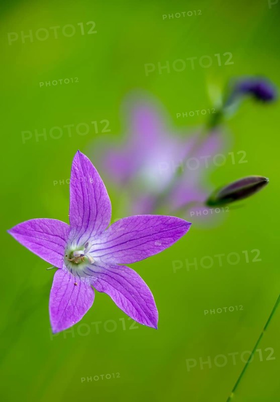 Campanula patula, campanulaceae, bellflower, meadow bell, flora, high size, vertical format, plants, spreading bellflower
