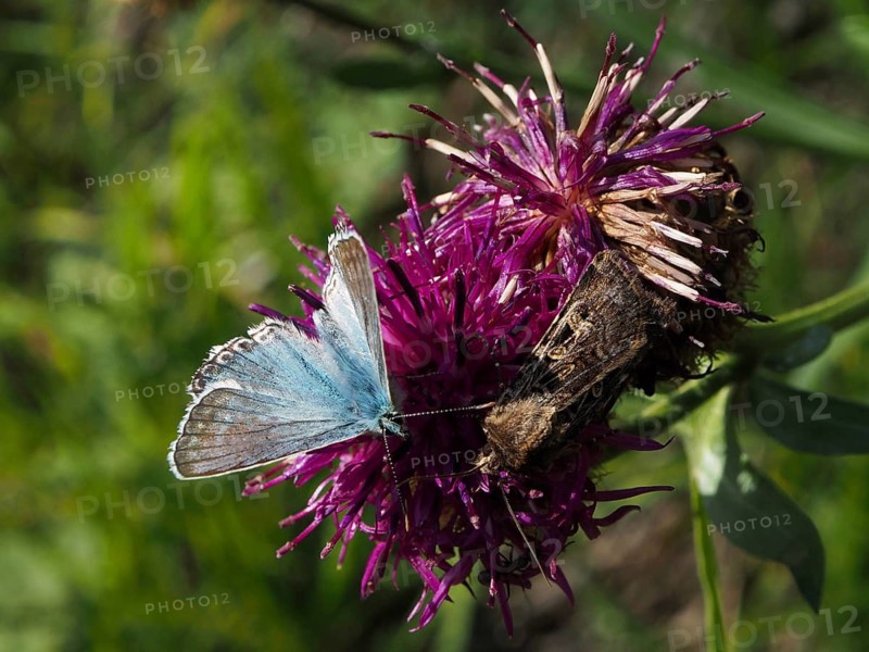 Blue butterfly, Chalkhill Blue (Polyommatus coridon), and a brown insect on a purple flower, Goms, Canton of Valais, Switzerland