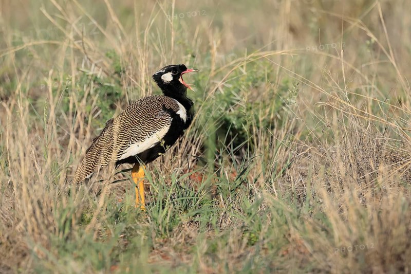 White-winged Bustard (Afrotis afraoides), adult, male, calling, courtship display, Mokala National Park, South Africa