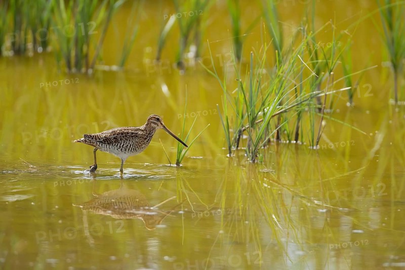 Common snipe (Gallinago gallinago) adult wading bird in shallow water of a lake, England, United Kingdom