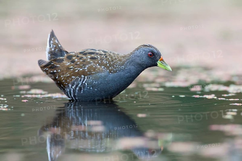 Australian Crake (Porzana fluminea) foraging, Victoria, Australia