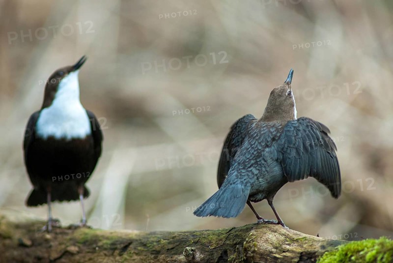 Cinclus cinclus, dippers, dippers, courtship behavior, birds, courtship display, passeri, songbirds, birds