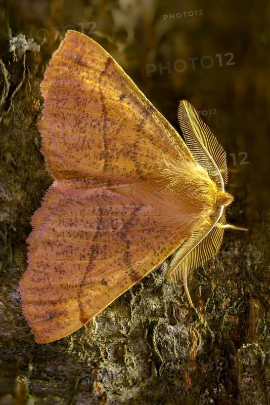 Colotois pennaria, spring feeler autumn tensioner, geometridae, hair back tensioner, tensioner, butterfly, feathered thorn, high size, portrait format, insects, moths, moths, moths, butterfly