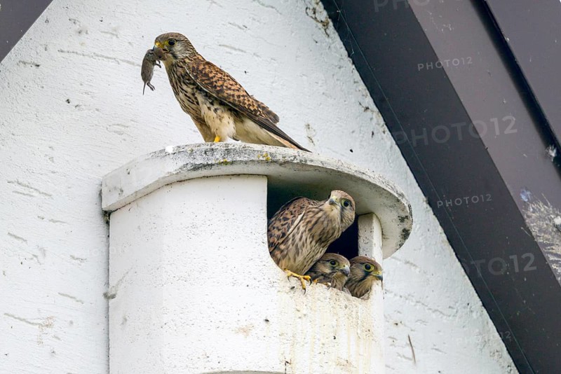 Falco tinnunculus, Common Kestrel, kestrel, adult bird, bird, brood, adult, falcon, falconiformes, falcon, falcon, falcon, falcon, falcon, falcon, falcon, falcon, falcon, falcon, falcon, falcon, falcon, falcon, falcon, falcon, falcon, falcon, falcon, falcon, falcon, falcon, falcon, falcon, falcon, falcon, falcon, falcon, falcon, falcon, falcon, falcon, falcon, falcon, falcon, falcon, falcon, falcon, falcon, falcon, falcon, falcon