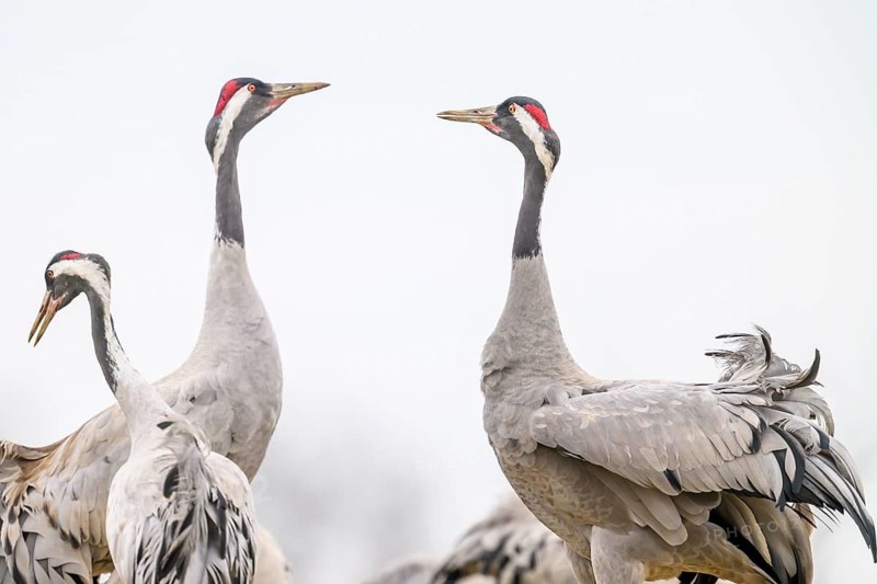 Three cranes with attentive posture, their long necks rising into the bright sky, Hornbörgassjön, Broddetorp, Västra Götalands län, Sweden