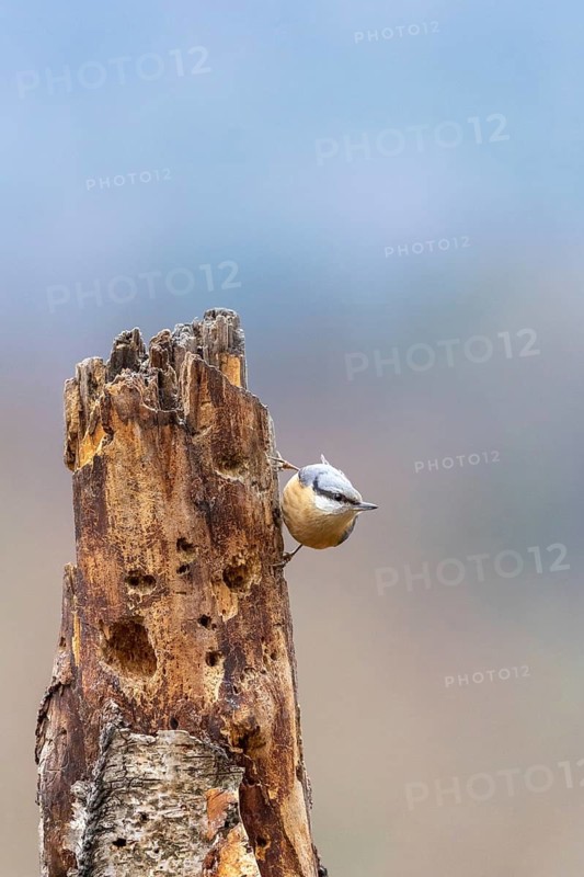 A nuthatch climbs a standing tree trunk in a natural setting, nuthatch (Sitta europaea), adult bird walking down a tree trunk, wildlife, animals, birds, Baden-Württemberg, Germany
