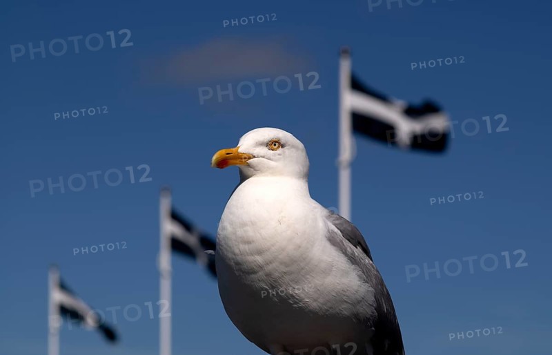Seagull, herring gull (Larus argentatus) perched on a quay wall, with the Cornish flag behind it, harbour, Falmouth, Cornwall, England, Great Britain, United Kingdom