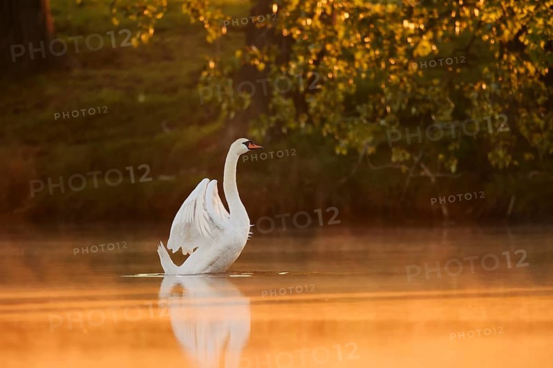 Mute swan (Cygnus olor), wings flapping at sunrise, North Rhine-Westphalia, Germany