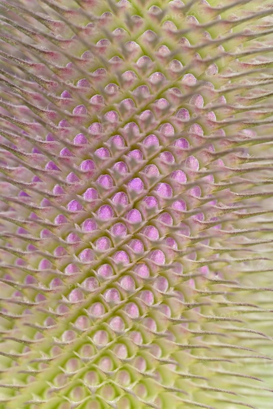 Wild teasel (Dipsacus fullonum), inflorescence in front of flowering, close-up, North Rhine-Westphalia, Germany