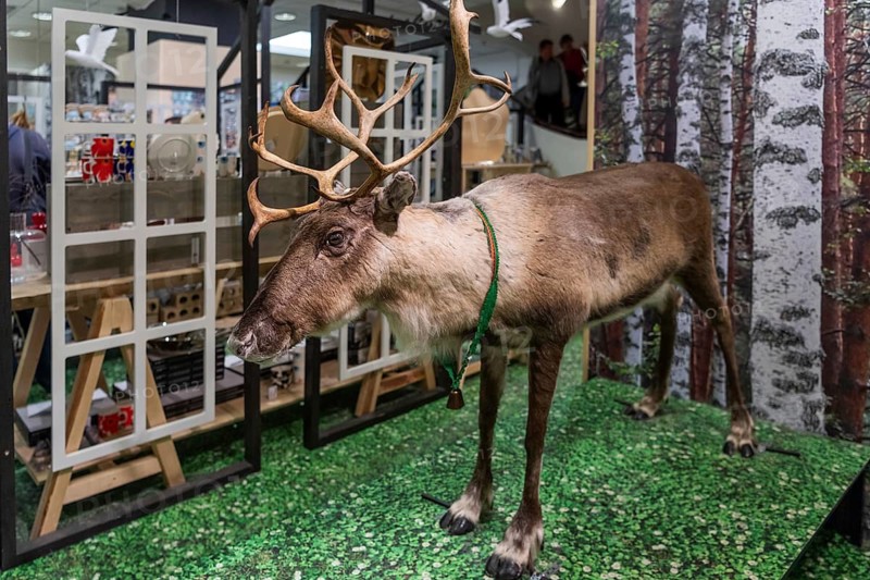 Stuffed reindeer in a department store, Helsinki, Finland