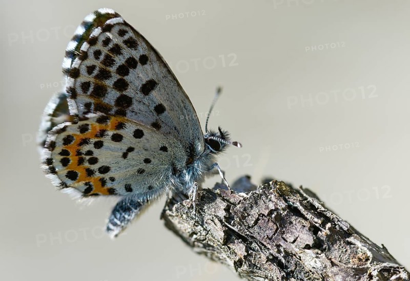 Chequered blue, midget blue, Scolitantides Orion, butterfly, insects, butterflies, butterflies, butterflies
