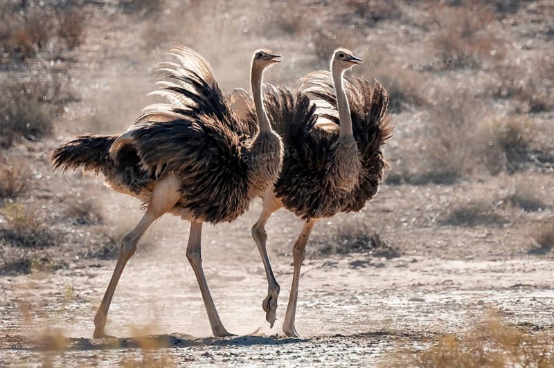 Two females, common ostrich (Struthio camelus) fluffed up up, Kgalagadi Transfrontier National Park, Northern Cape, South Africa