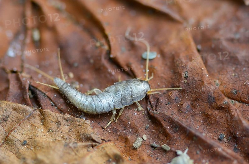 Lepisma saccharinum, silverfish, sugar guest, insects, silverfish
