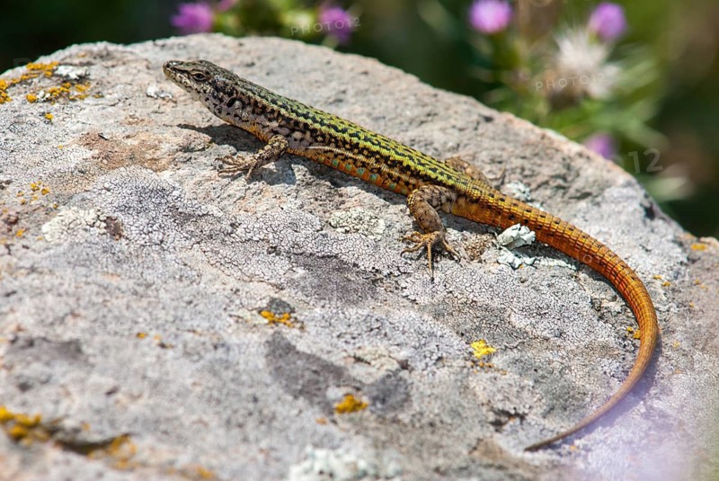 Iberian wall lizard, Iberian wall lizard, Podarcis hispanica, Spanish wall lizard, critters, lizards, extremadura, reptiles, lizards, reptilia, reptiles, Spain