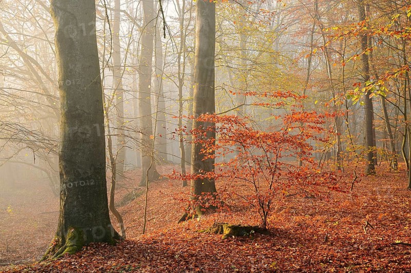 European beech trees (Fagus sylvatica) in a forest in autumn, North Rhine-Westphalia, Germany