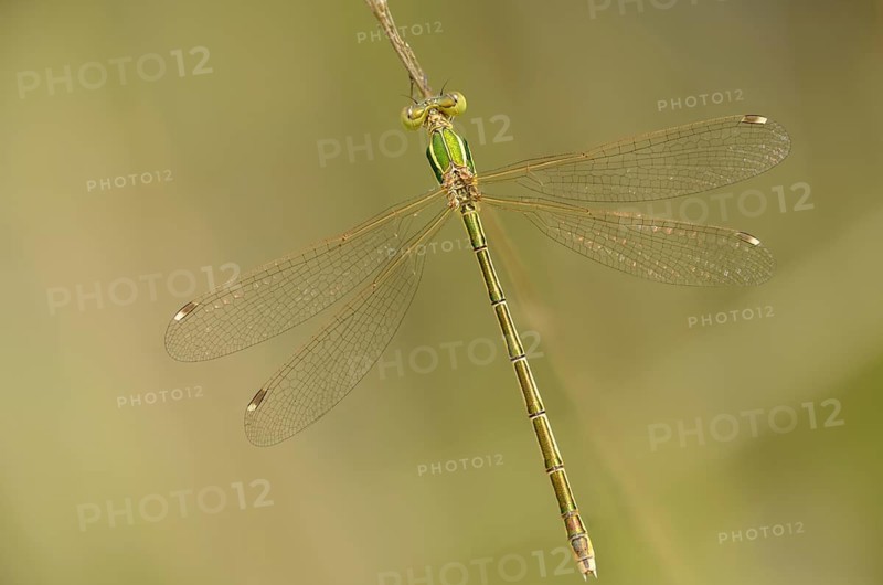 Brandenburg, Germany, Lestes Barbarus, Migrant Spreadwing, Nabu Project, National Natural Heritage, Grünhaus Nature Paradise, Shy Emerald Damselfly, Southern Emerald Damselfly, Southern Ruismaid, Post-Mining Landscape, Damselflies, Dragonflies, Female, Greenhouse, Insects, Dragonflies, Odonata, Female, Zygoptera