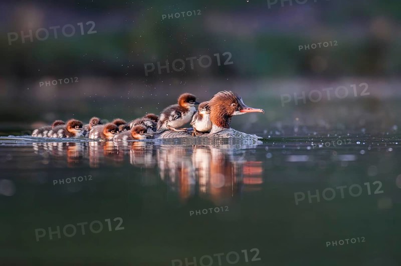 Goosander (Mergus merganser), mother with chick on her back, Zurich, Switzerland