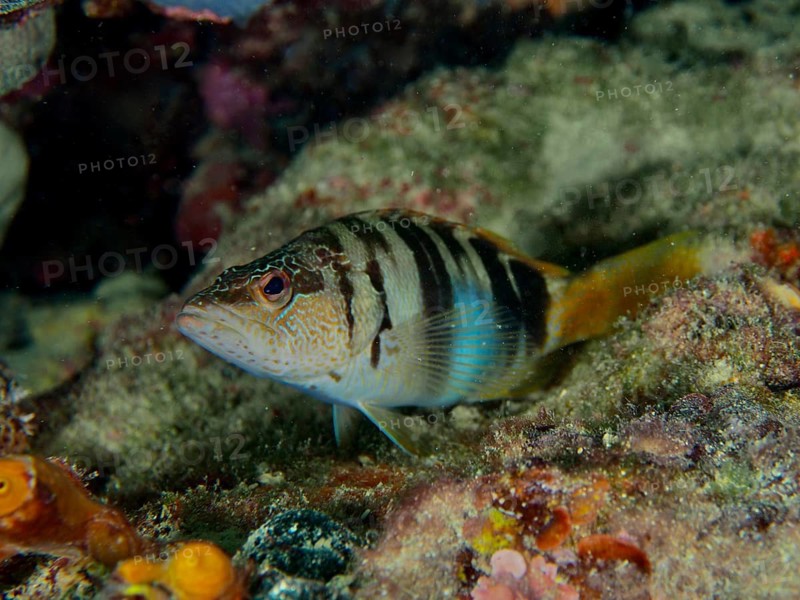 Scriber wrasse (Serranus scriba) on the seabed, Hausriff dive site, Stoja, Pula, Croatia, Mediterranean Sea