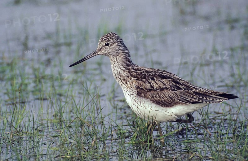 Greenshank, greenshank, tringa nebularia, birds, charadriiformes, leo, limikolen, snipe birds, scolopacidae, birds, waders, waders