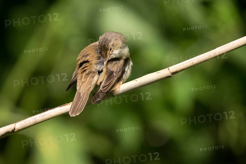 Acrocephalus scirpaceus, reed warbler, birds, plumage care, passeri, preening, songbirds, songbirds, birds, warblers