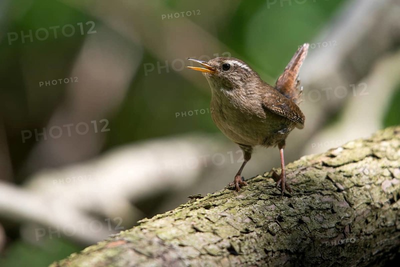 Troglodytes troglodytes, wren, birds, song, passeri, singing, songbirds, birds