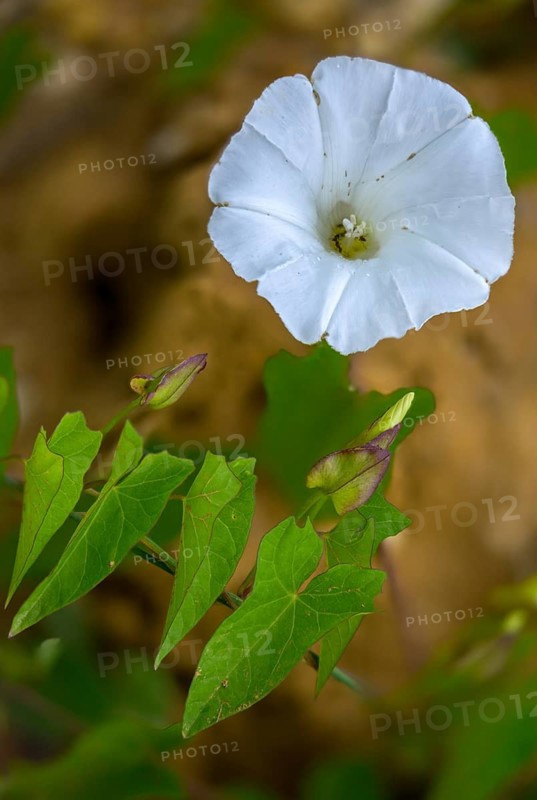 Calystegia sepium, real fence winch, rutland beauty, fence winch, bellbind, bugle vine, flora, granny pop out of bed, heavenly trumpets, hedge bindweed, high size, vertical format, plants, plants