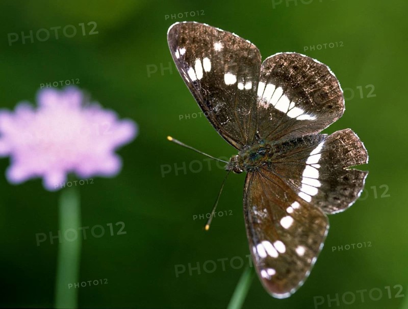 Small kingfisher, Ladoga Camilla, Limenitis Camilla, Slovenia, Triglav National Park, White Admiral, butterfly, insects, insects, national park, butterfly, butterflies, Triglav