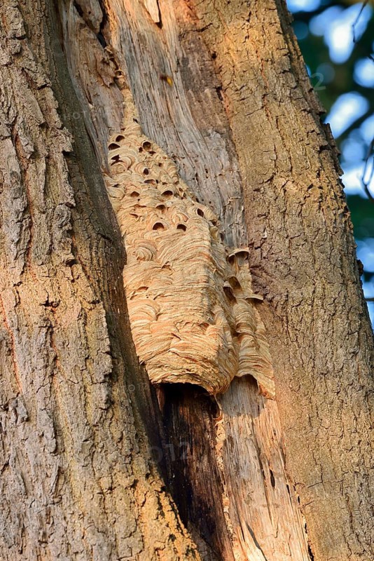 Hornets (Vespa crabro), nest on a tree trunk, hornet's nest, North Rhine-Westphalia, Germany