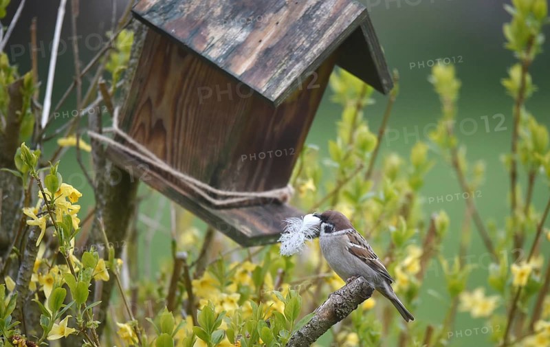 Sparrow, sparrow, (Passeridae) with nesting material in beak, Schleswig-Holstein, Germany