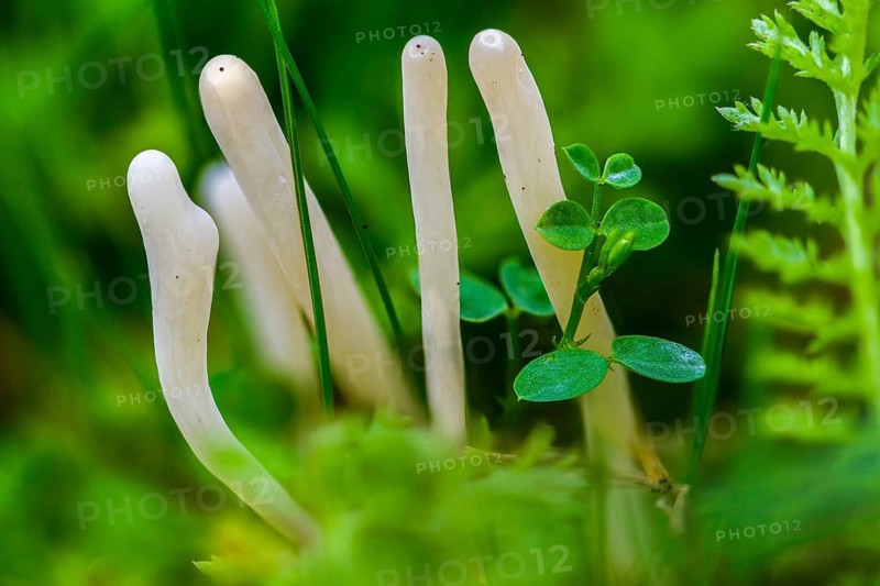 Clavaria acuta, clavaria falcata, pointed leg, white finger coral, fungi, fungus, mushrooms
