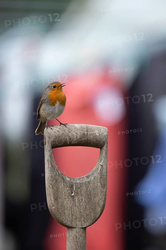 European robin (Erithacus rubecula) adult garden bird singing on a fork handle in spring, England, United Kingdom