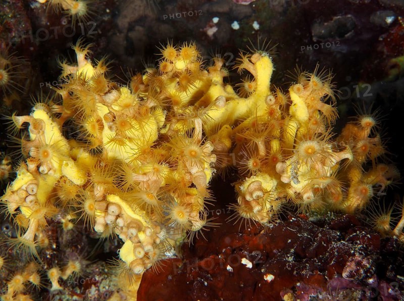 Yellow cluster anemones (Parazoanthus axinellae) on a reef, Muzil dive site, Stoja, Pula, Croatia, Mediterranean Sea