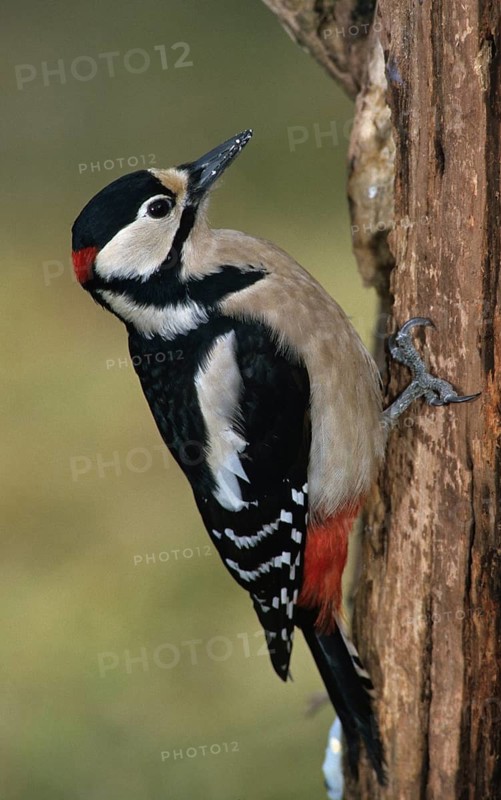 Great Spotted Woodpecker, Great Spotted Woodpecker, Birds, High Size, Portrait, Male, Piciform, Woodpecker