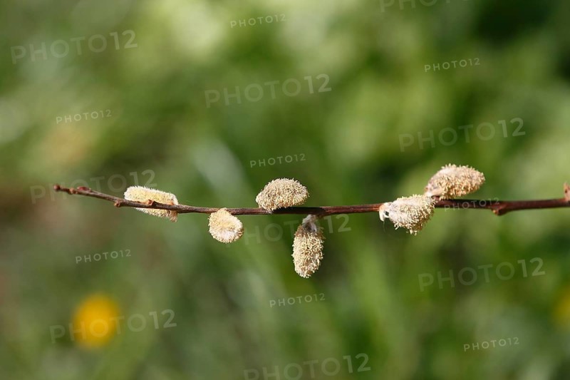 Blossoms of willow catkins (Salix), green background, North Rhine-Westphalia, Germany