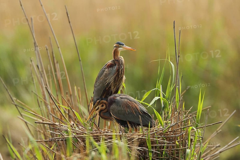 Two herons rest on their nest, surrounded by reeds and grass, purple herons (Ardea purpurea) in their nest, Baden-Württemberg, Germany