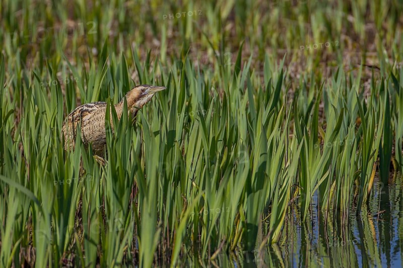 Great or Eurasian bittern (Botaurus stellaris) adult bird in a reedbed in spring, RSPB Minsmere nature reserve, Suffolk, England, United Kingdom