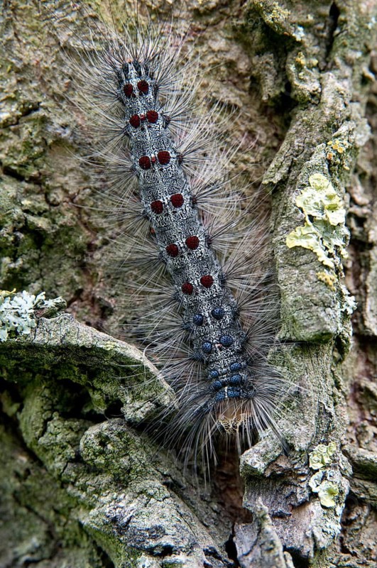 Gypsy moth, Lymantria dispar, sponge moth, butterfly, high size, portrait, inchworm, insects, moths, moths, moths, moths, caterpillar, butterfly